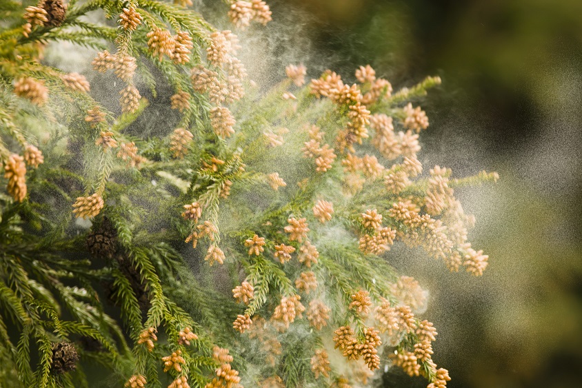 花粉症の症状を吹き飛ばす、効果的な17種類のハーブティー