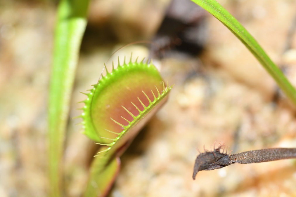 食虫植物のエース「ハエトリソウ」を長く楽しむ育て方のコツ