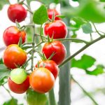 ミニトマトの育て方と栽培のコツ