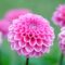 【ダリアの育て方】植え付けの準備からメンテナンスまで解説