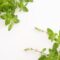 冬も緑に囲まれたい！寒さに負けない耐寒性のある10の観葉植物